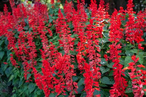 red salvia plant